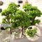 Miniature Model Trees Set 10pcs Railroad Scenery Trees For Diorama And Landscape Decor 0
