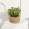 Artificial Eucalyptus Potted Plant Mini Indoor Greenery Home Decor 3