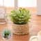 Artificial Eucalyptus Potted Plant Mini Indoor Greenery Home Decor 5