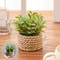 Artificial Eucalyptus Potted Plant Mini Indoor Greenery Home Decor 5