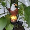 Solar Eagle Garden Light Outdoor LED Lawn Lamp Decorative Patio Solar Light 1