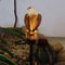 Solar Eagle Garden Light Outdoor LED Lawn Lamp Decorative Patio Solar Light 3