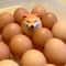 Shiba Inu Egg Desk Decor Cute Dog Figurine Novelty Home Decoration 0