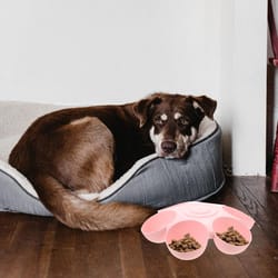 automatic pet feeder with water dispenser dual dog cat feeding bowl station