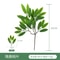 Artificial Eucalyptus Greenery Stems Realistic Fake Plant Floral Decor 12