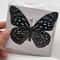 Real Butterfly Specimens Collection Display Insect Specimen Decor Art 1