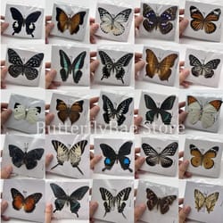 real butterfly specimens collection display insect specimen decor art