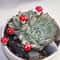 Mini Mushroom Decorations Fairy Garden Bonsai Miniature Decor Set 5