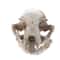 Cat Skull Model Animal Skull Replica Realistic Anatomy Teaching Decor Ornament 0