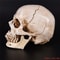Realistic Human Skull Replica Lifesize Resin Anatomy Decor Model 1