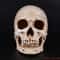 Realistic Human Skull Replica Lifesize Resin Anatomy Decor Model 0