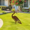 Metal Crane Garden Statue Rusted Heron Outdoor Yard Art Sculpture 5