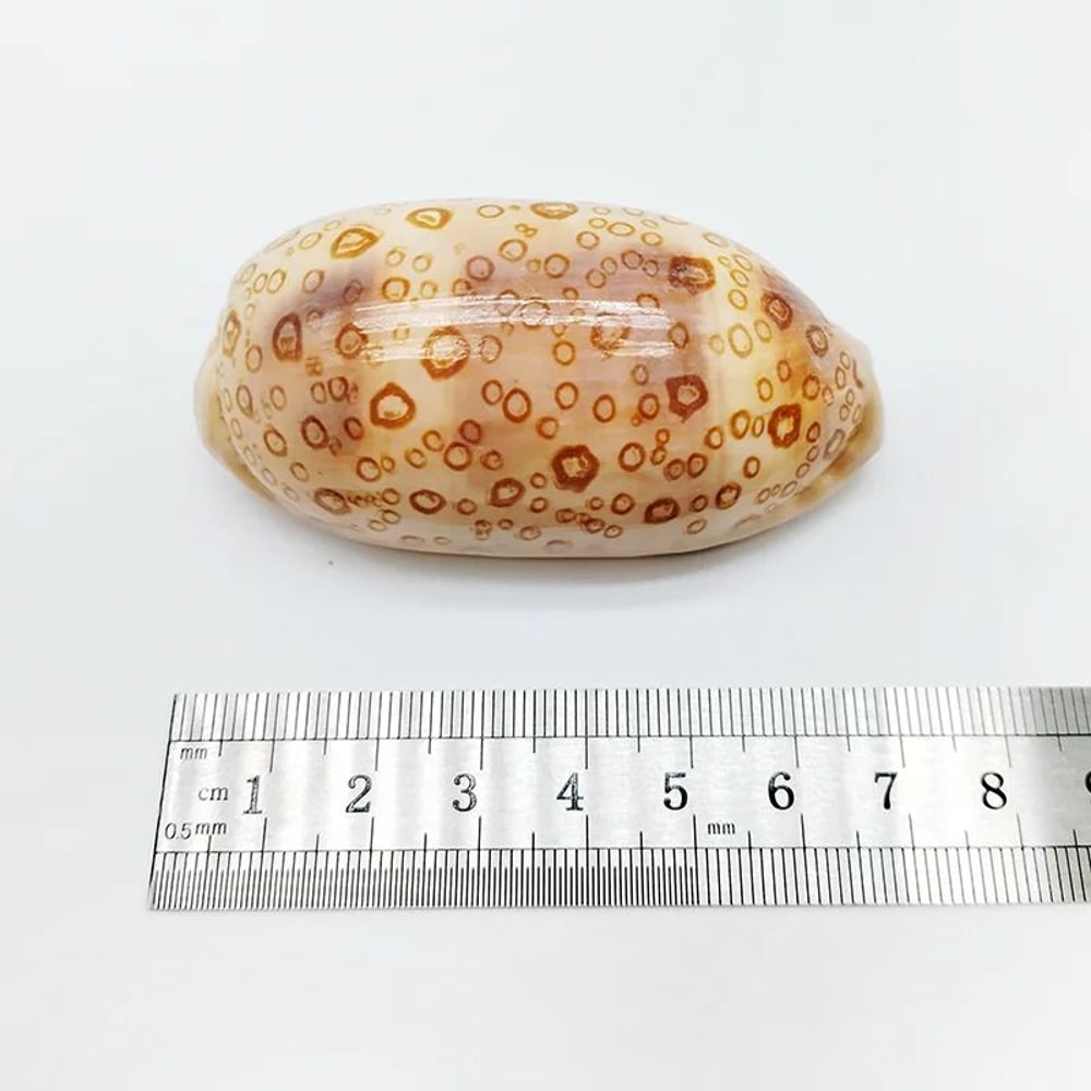 Natural Cowrie Shell Decor Set Aquarium And Beach Style Home Decoration 4