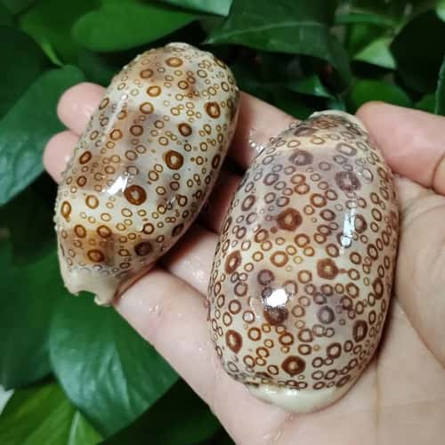 Natural Cowrie Shell Decor Set Aquarium and Beach Style Home Decoration