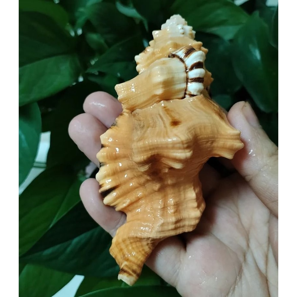 Natural Triton Sea Shell Large Decorative Conch Shell Aquarium And Home Decor 5