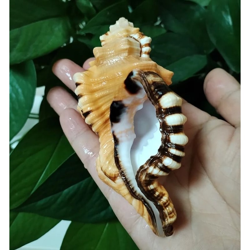 Natural Triton Sea Shell Large Decorative Conch Shell Aquarium And Home Decor 7