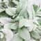 Artificial Lambs Ear Stems Faux Greenery Branches For Wedding Bouquet And DIY Floral Arrangement 3