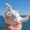 Large Natural Conch Shell Coastal Ocean Table Decor Display 4