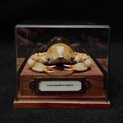 real crab specimen display taxidermy marine collectible home decor