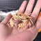 Real Crab Specimen Display Taxidermy Marine Collectible Home Decor 1