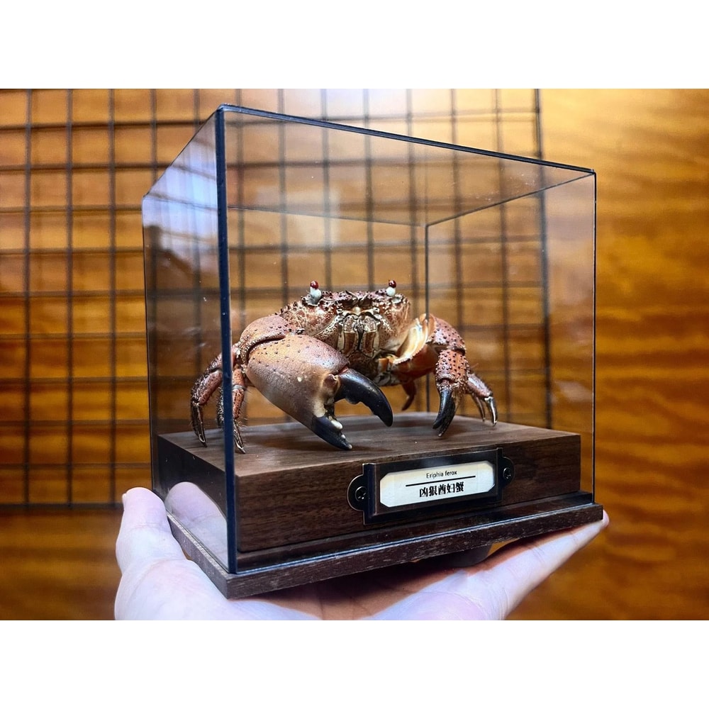 Real Crab Specimen Display Taxidermy Marine Collectible Home Decor 10