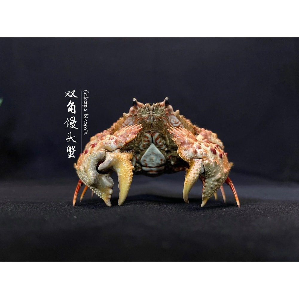 Real Crab Specimen Display Taxidermy Marine Collectible Home Decor 12