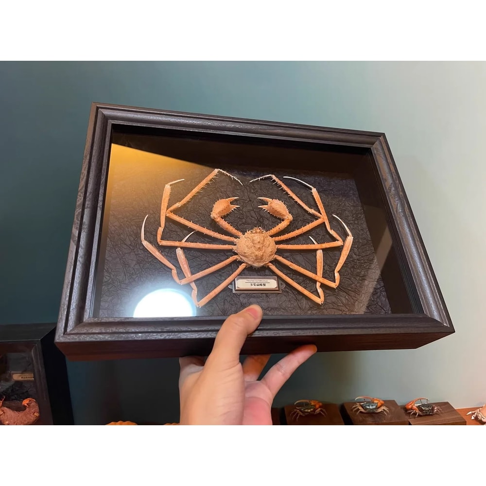 Real Crab Specimen Display Taxidermy Marine Collectible Home Decor 4