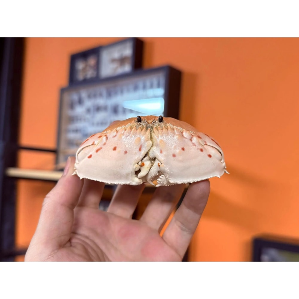 Real Crab Specimen Display Taxidermy Marine Collectible Home Decor 6