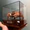 Real Crab Specimen Display Taxidermy Marine Collectible Home Decor 7