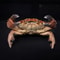 Real Crab Specimen Display Taxidermy Marine Collectible Home Decor 15