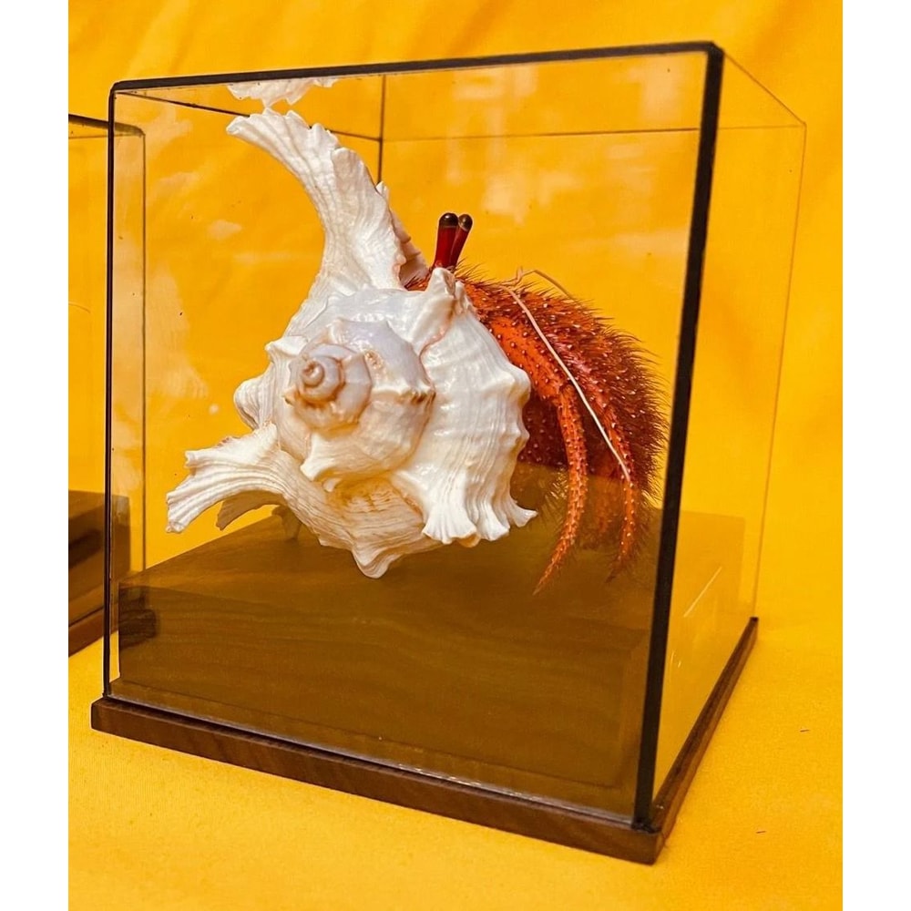 Real Crab Specimen Display Taxidermy Marine Collectible Home Decor 16