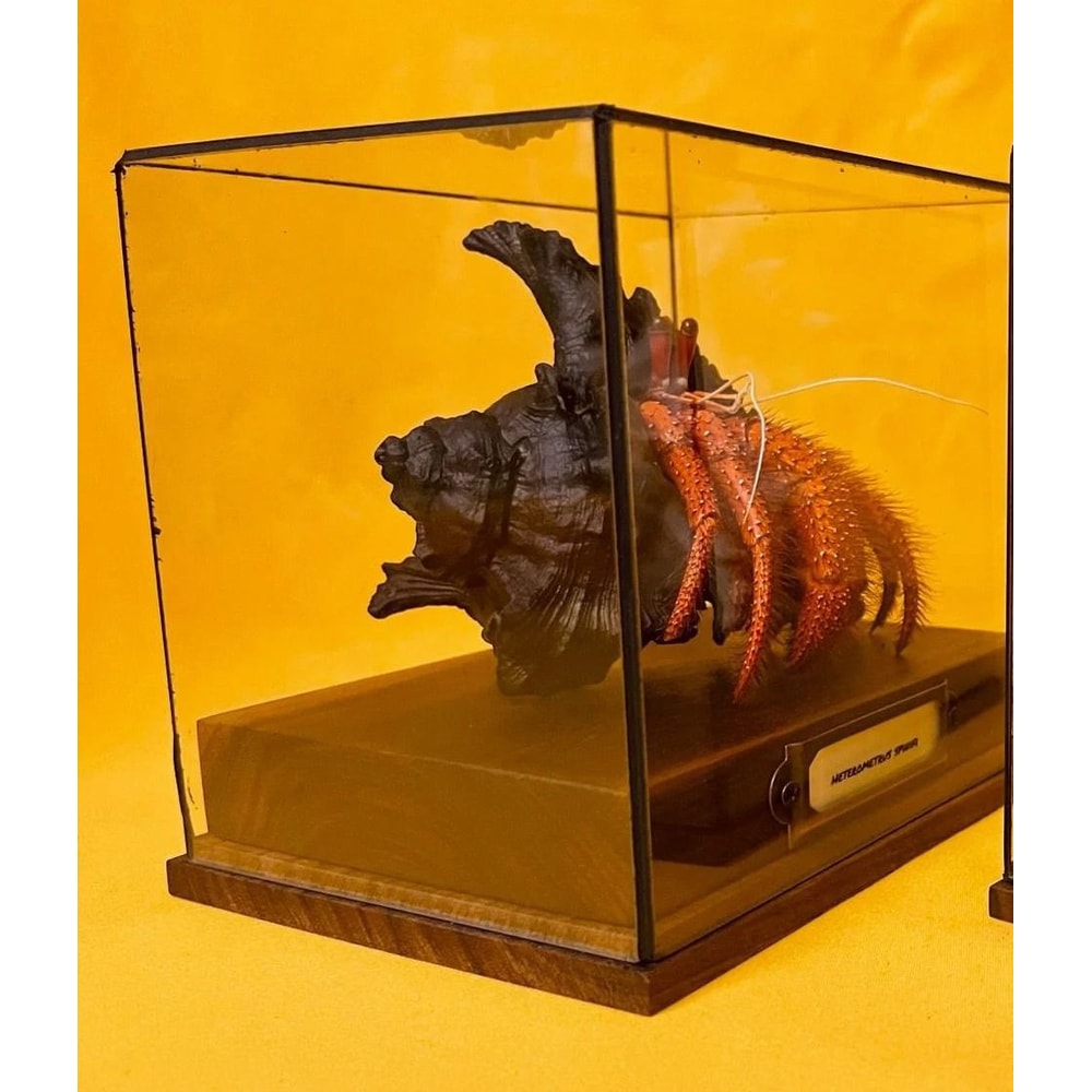 Real Crab Specimen Display Taxidermy Marine Collectible Home Decor 17