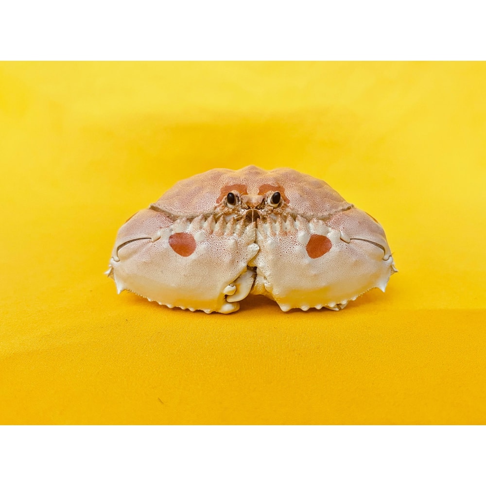 Real Crab Specimen Display Taxidermy Marine Collectible Home Decor 21