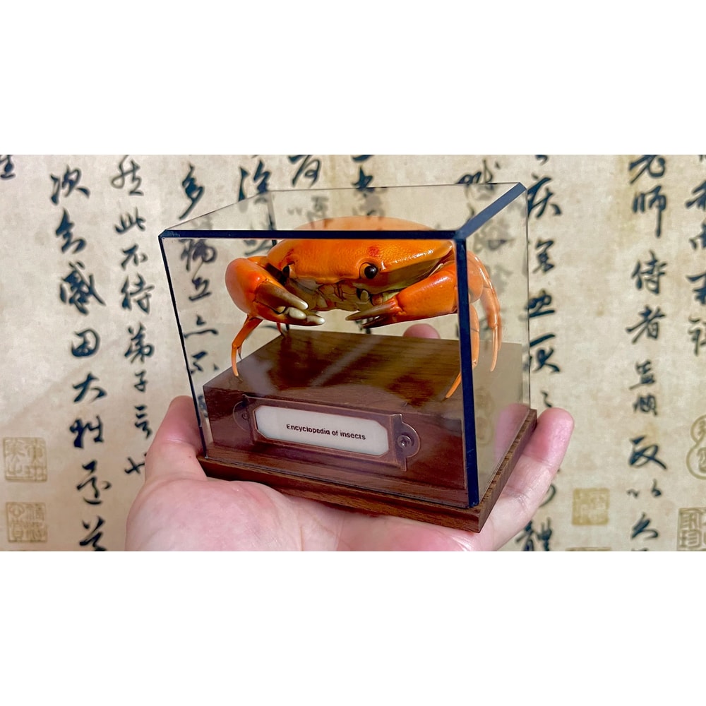 Real Crab Specimen Display Taxidermy Marine Collectible Home Decor 25