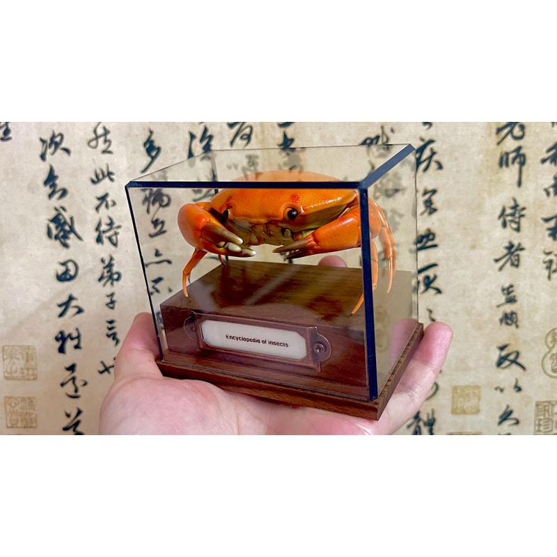 Real Crab Specimen Display Taxidermy Marine Collectible Home Decor 25