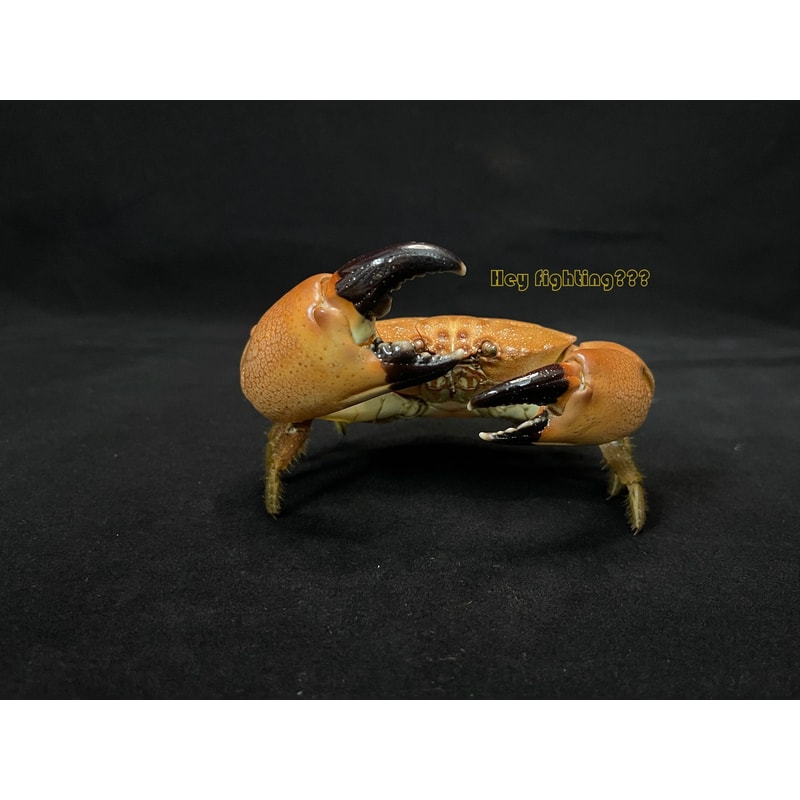 Real Crab Specimen Display Taxidermy Marine Collectible Home Decor 27
