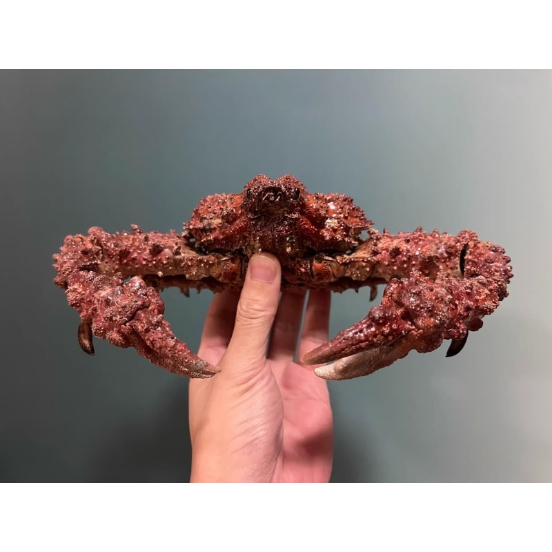 Real Crab Specimen Display Taxidermy Marine Collectible Home Decor 29