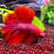 Premium Red Glass Gravel For Aquarium And Vase Decoration 3
