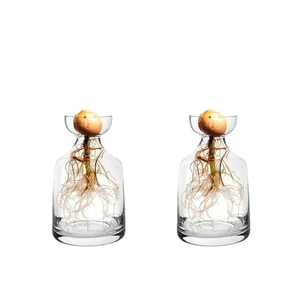 Avocado Seed Starter Glass Vase Set Hydroponic Growing Kit 9