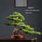 Artificial Pine Bonsai Tree Desktop Decor Mini Landscape Plant Ornament 2
