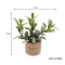Dollhouse Miniature Potted Plants Micro Garden Decor Accessories 3