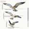 Wooden Seagull Wall Decor Coastal Nautical Home Decoration Set 2