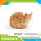 Cute Orange Cat Figurine Mini Animal Desk Decoration Ornament 2