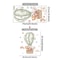 Cartoon Hot Air Balloon Nursery Wall Stickers Kids Room Decor 11
