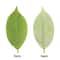 Artificial Magnolia Leaves Set Floral Arrangement DIY Greenery Decor 6
