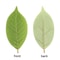 Artificial Magnolia Leaves Set Floral Arrangement DIY Greenery Decor 6