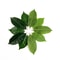 Artificial Magnolia Leaves Set Floral Arrangement DIY Greenery Decor 9