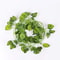 LED Ivy Garland Artificial Vine String Lights Green Leaf Hanging Decor 4