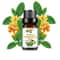 Fruit Scented Essential Oil For Diffuser Candle Soap Making 17