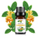 Fruit Scented Essential Oil For Diffuser Candle Soap Making 17